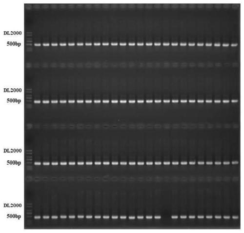 Interaction factor gene Actin for zinc finger binding protein of corn, and recombinant expression vector and application thereof