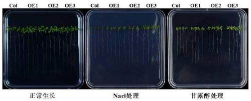 Interaction factor gene Actin for zinc finger binding protein of corn, and recombinant expression vector and application thereof