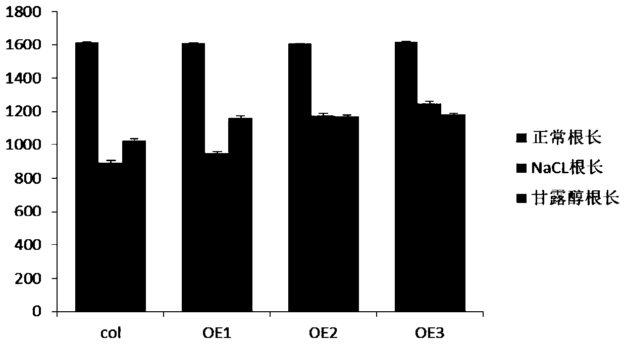 Interaction factor gene Actin for zinc finger binding protein of corn, and recombinant expression vector and application thereof