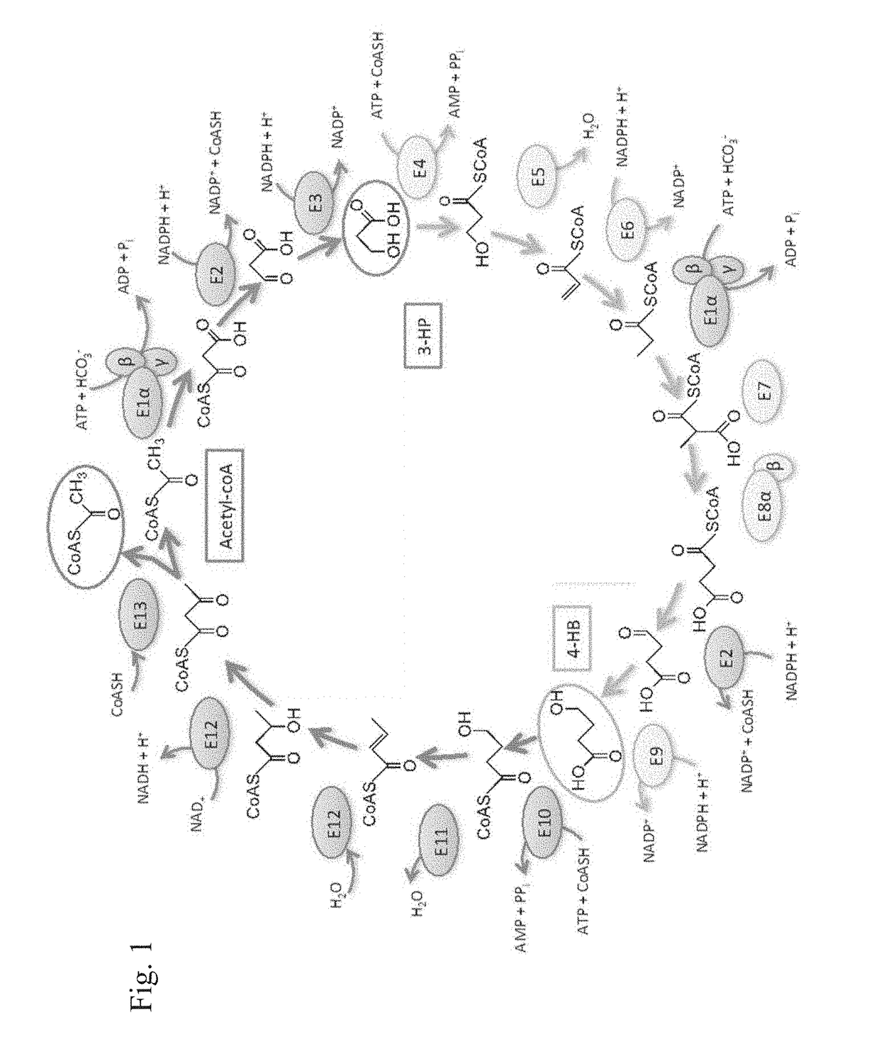 Sequestration of carbon dioxide with hydrogen to useful products