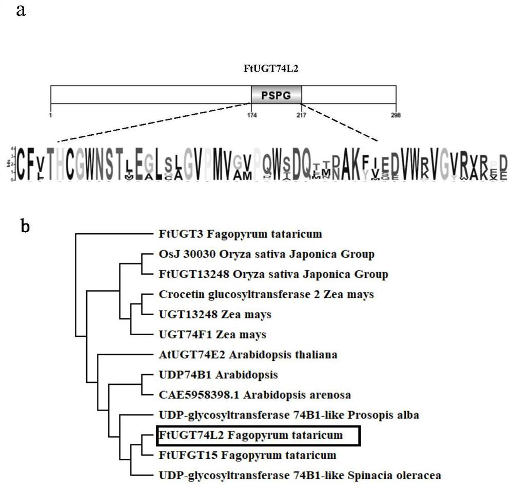 Tartary buckwheat sourced emodin glycosyltransferase as well as coding gene and application thereof