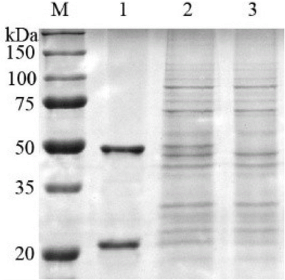 Fully human-anti-GPC3 all-molecule IgG antibody and applications thereof