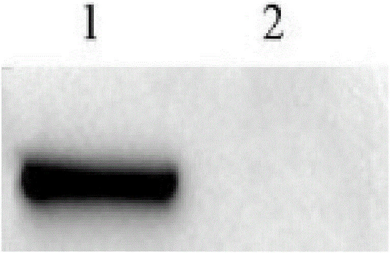 Fully human-anti-GPC3 all-molecule IgG antibody and applications thereof