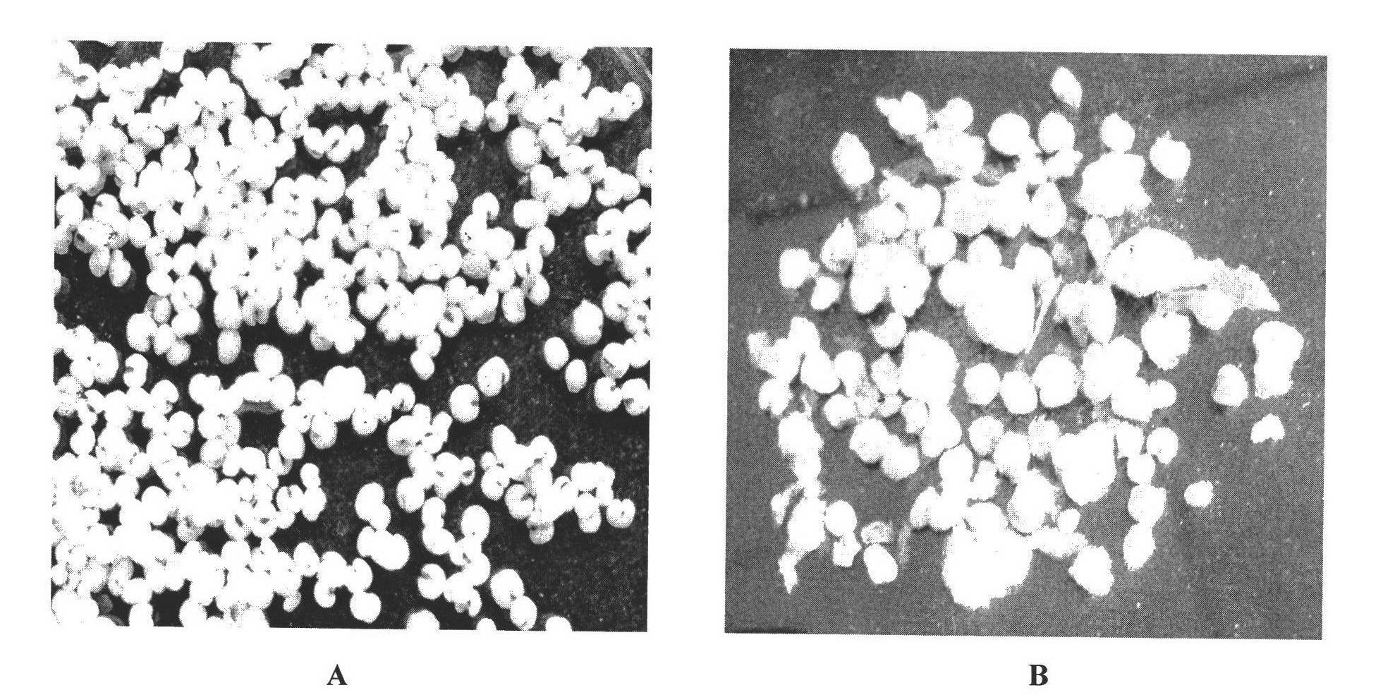 Offshore oil degrading microbial inoculum and preparation method thereof