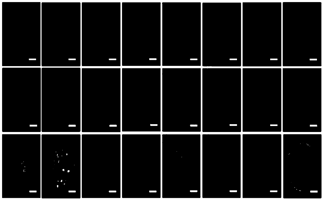 Separation and culture method of testicular mesenchymal stem cells for expressing nidogen and application of testicular mesenchymal stem cells