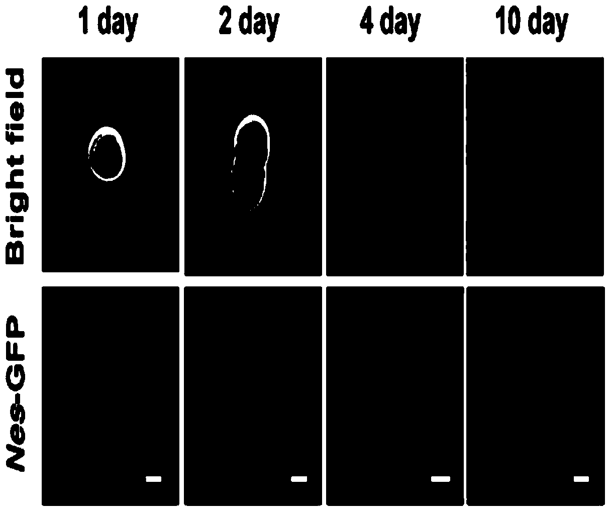 Separation and culture method of testicular mesenchymal stem cells for expressing nidogen and application of testicular mesenchymal stem cells