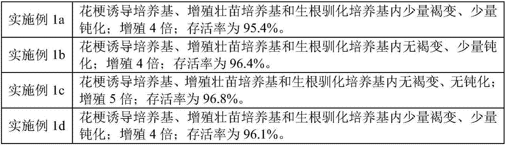 Defined medium for phalaenopsis tissue culture and culture method thereof