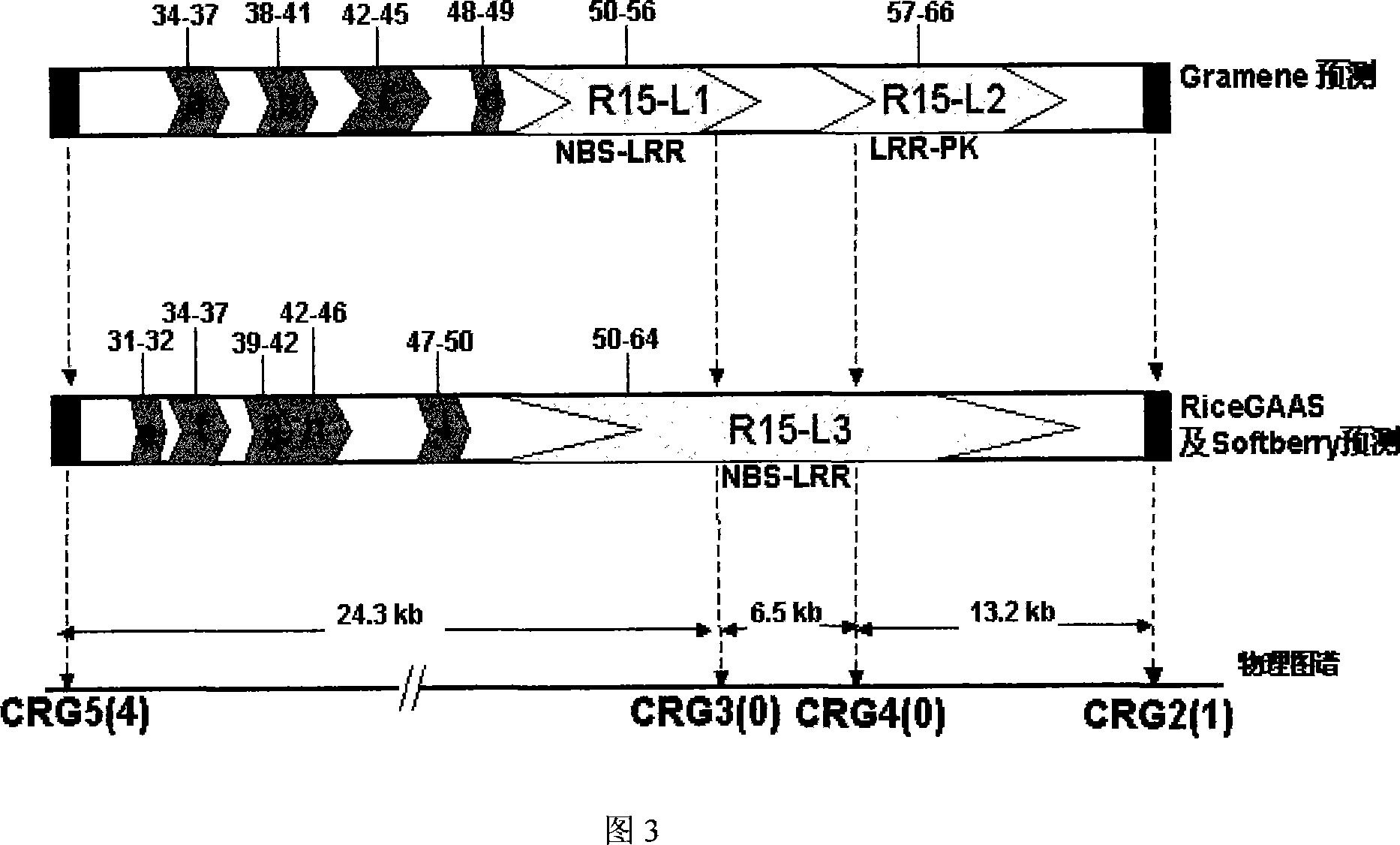 Pi15 resistance gene of rice blast, and application