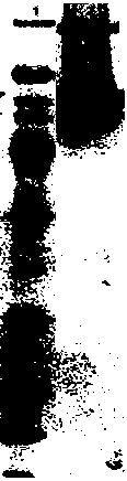 Transposase high-activity mutant in halophilic archaebacteria