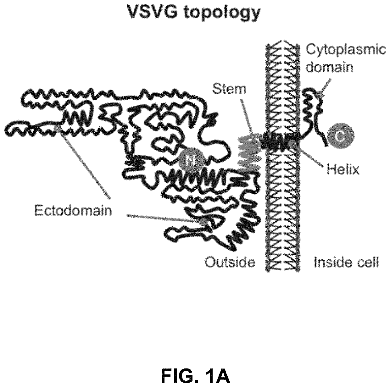 Engineered exosomes for the delivery of bioactive cargo using transmembrane VSV-G