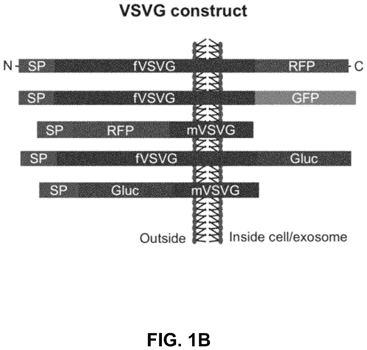 Engineered exosomes for the delivery of bioactive cargo using transmembrane VSV-G