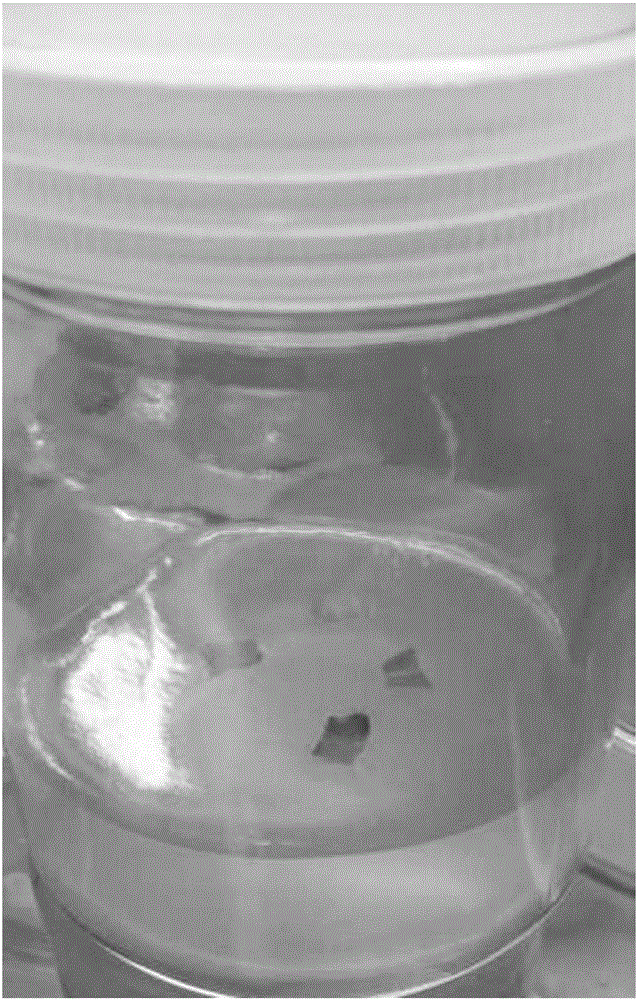 Production method of Euonymus bungeanus leaf regenerated plant