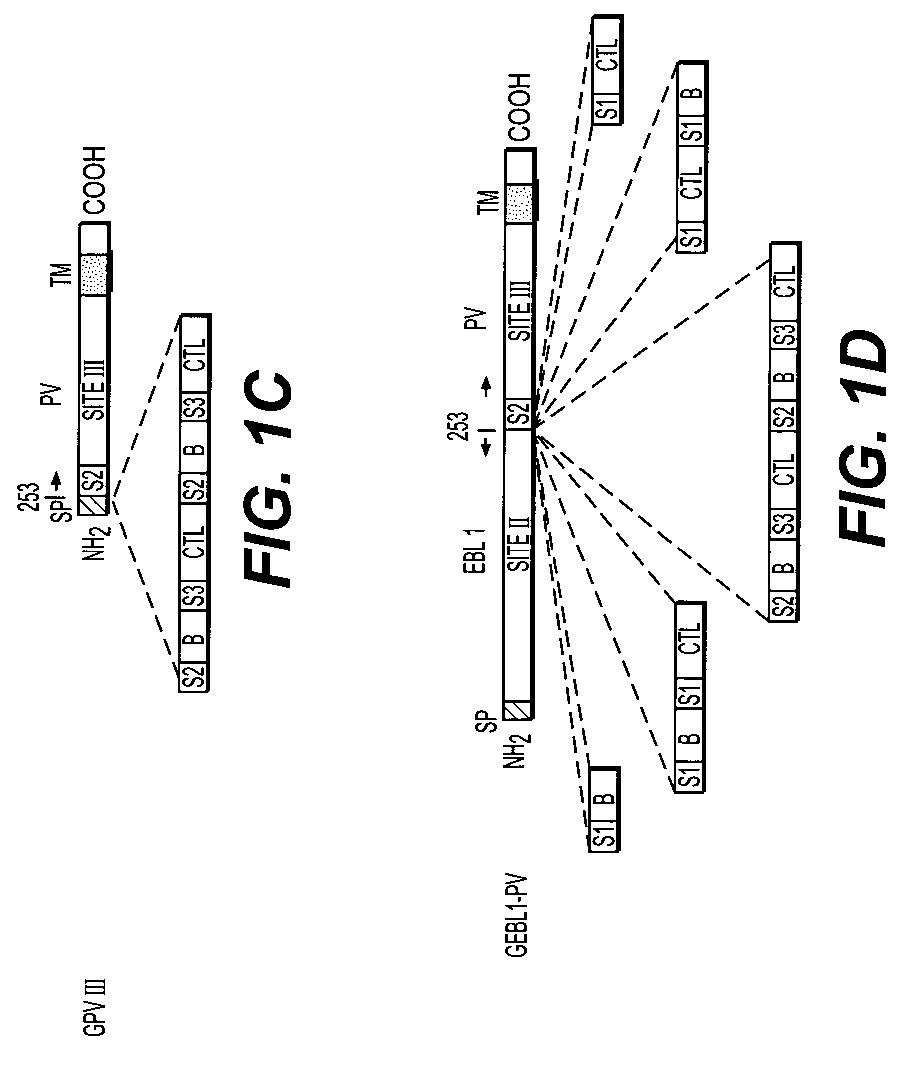 Chimeric lyssavirus nucleic acids and polypeptides