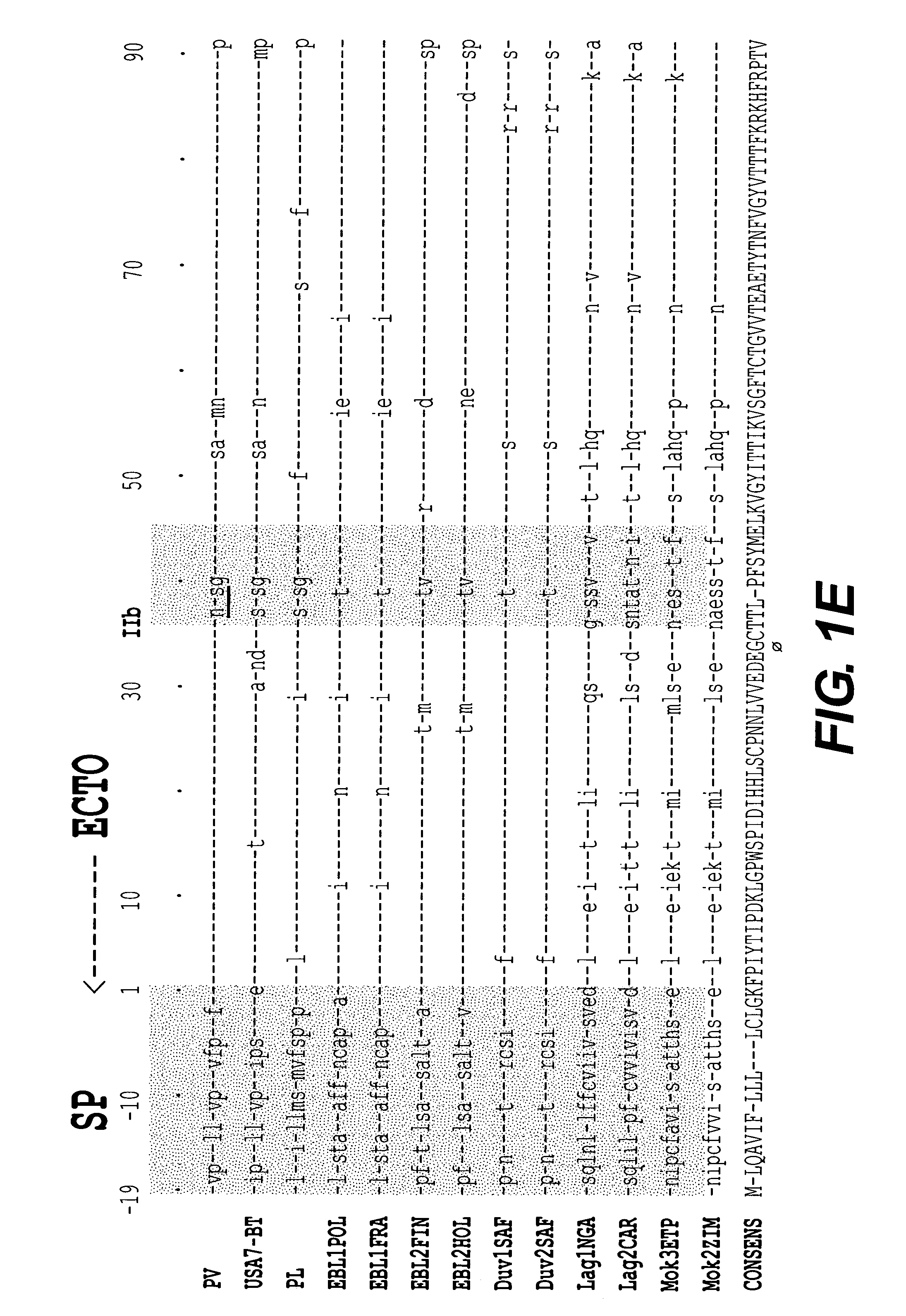 Chimeric lyssavirus nucleic acids and polypeptides