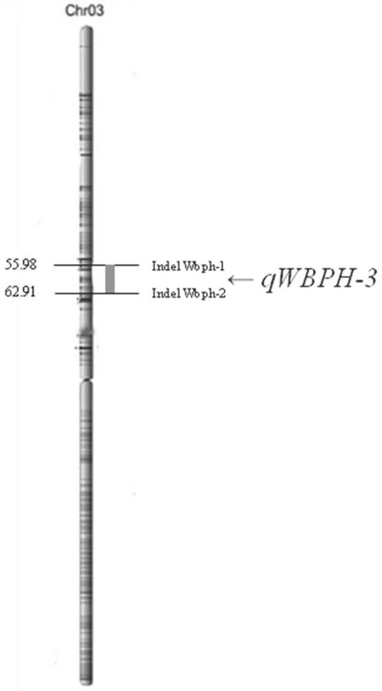 Major QTL for regulating and controlling resistance of sogatella furcifera of rice, molecular marker and application