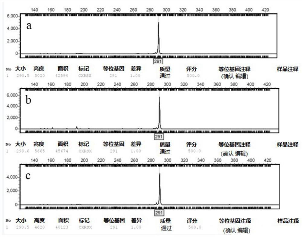 ssr primer set for analysis of genetic structure of powdery mildew of rubber tree and its application