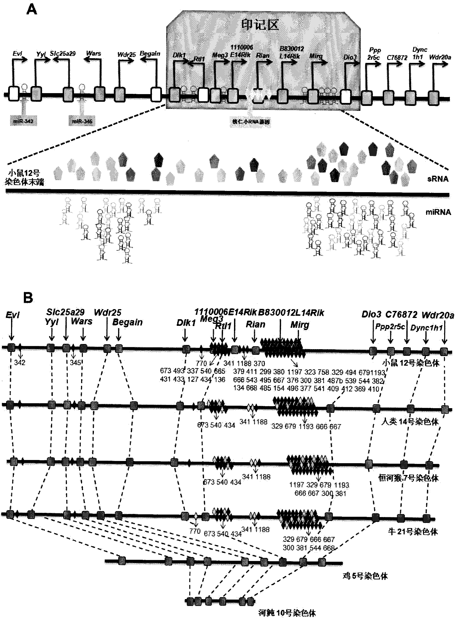 Key genes, microRNAs and other non-coding RNAs or combination thereof used for identifying or regulating cell pluripotency