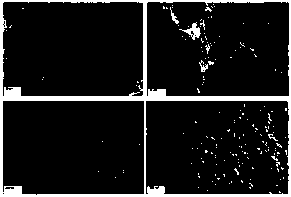 Superhydrophobic wood fiber powder and preparation method thereof