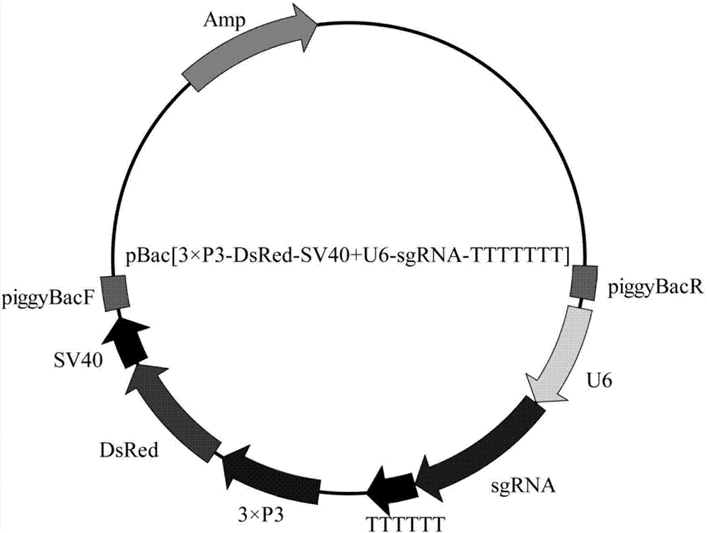 Gene knockout method and its sgRNA fragment and application thereof