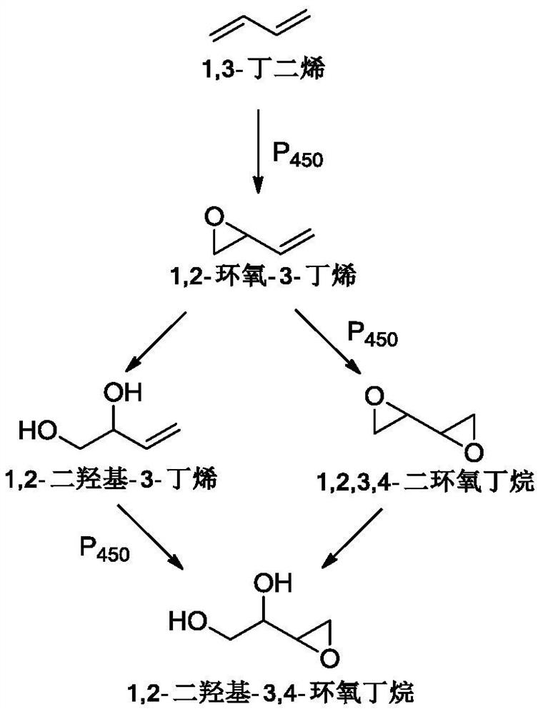 Method for preparing erythritol by electrochemical method