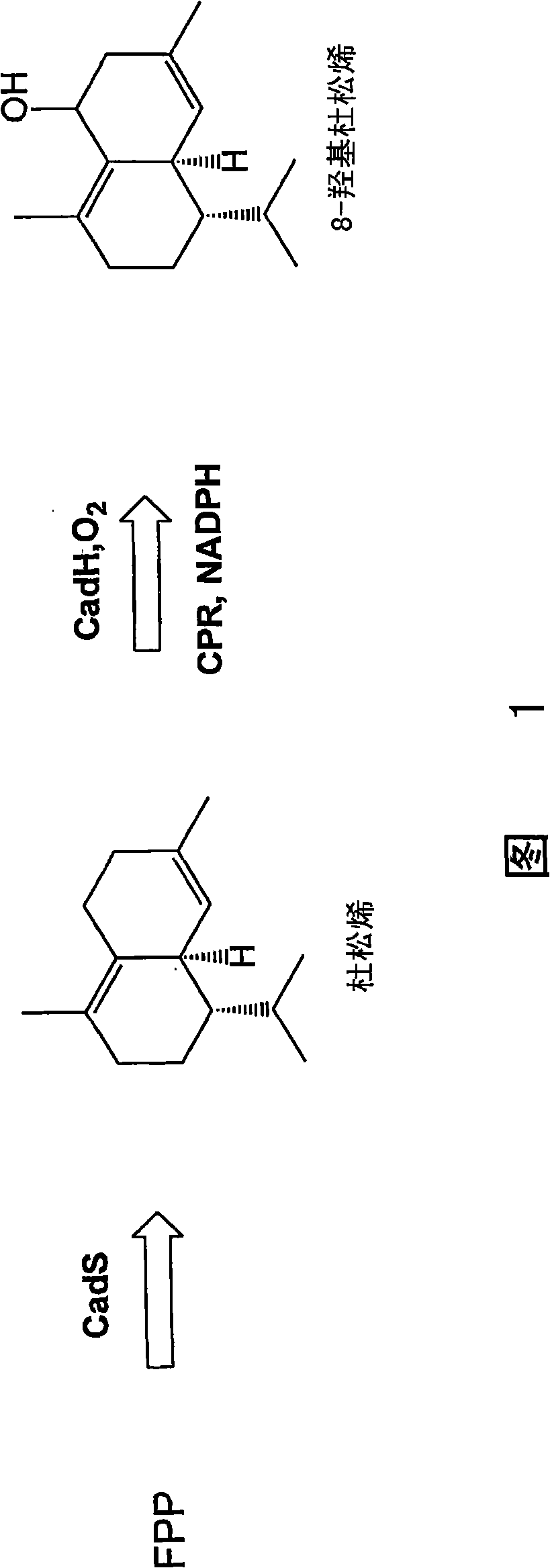 Nucleic acids encoding modified cytochrome P450 enzymes and methods of use thereof