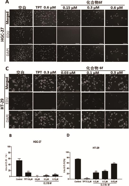 Evodiamine derivative as well as preparation and application thereof