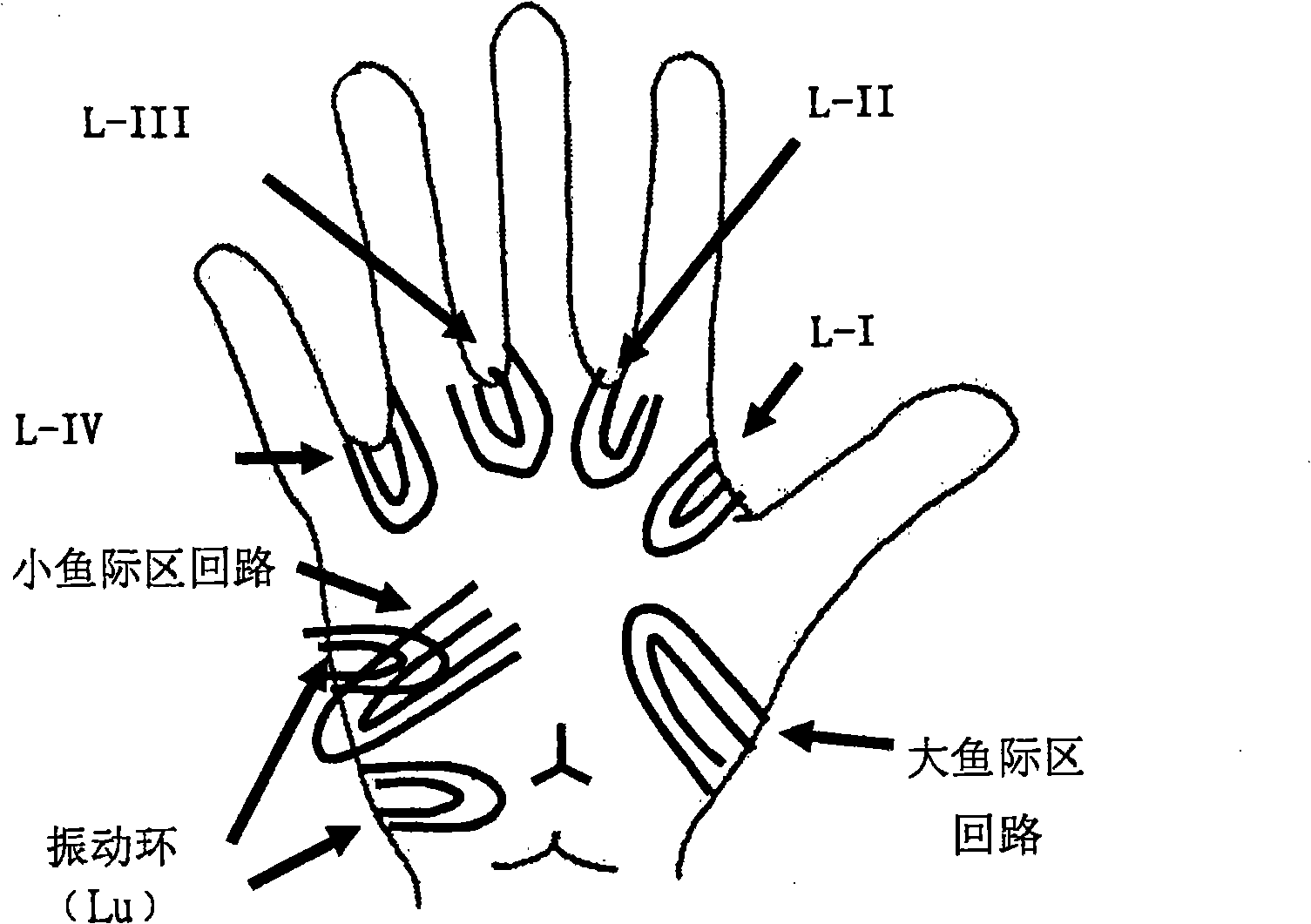 Detection method for interpretating nervous system and multiple intelligences from dermatoglyph