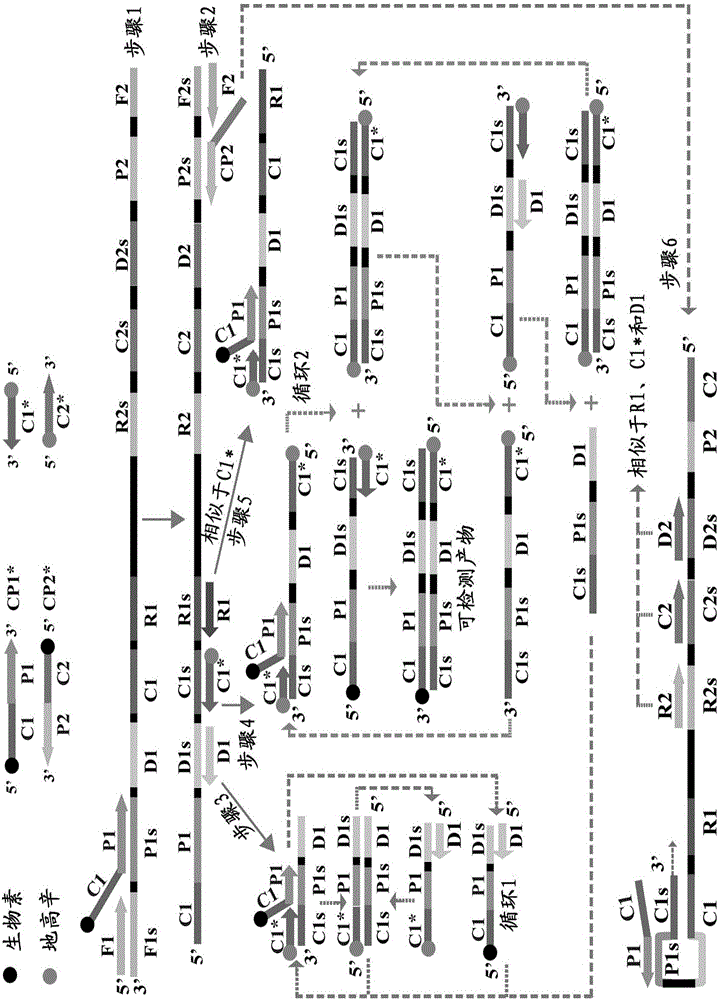 Method for detecting Listeria monocytogenes by multiple cross amplification coupled with gold nanoparticle-based biosensor