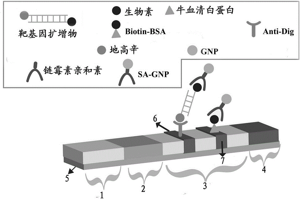 Method for detecting Listeria monocytogenes by multiple cross amplification coupled with gold nanoparticle-based biosensor