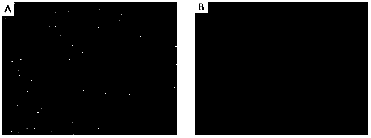 A method for isolating and culturing skin keratinocytes