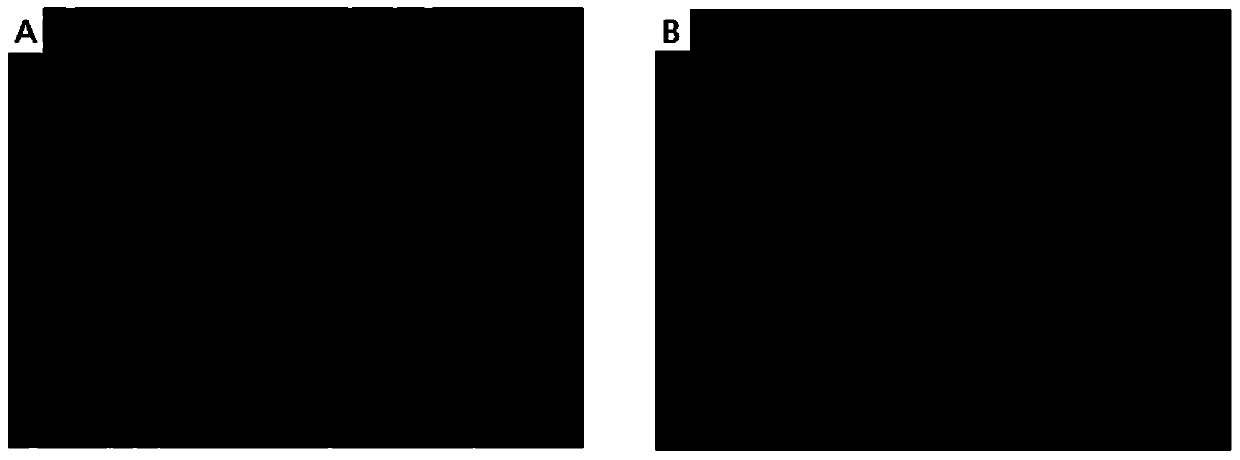 A method for isolating and culturing skin keratinocytes