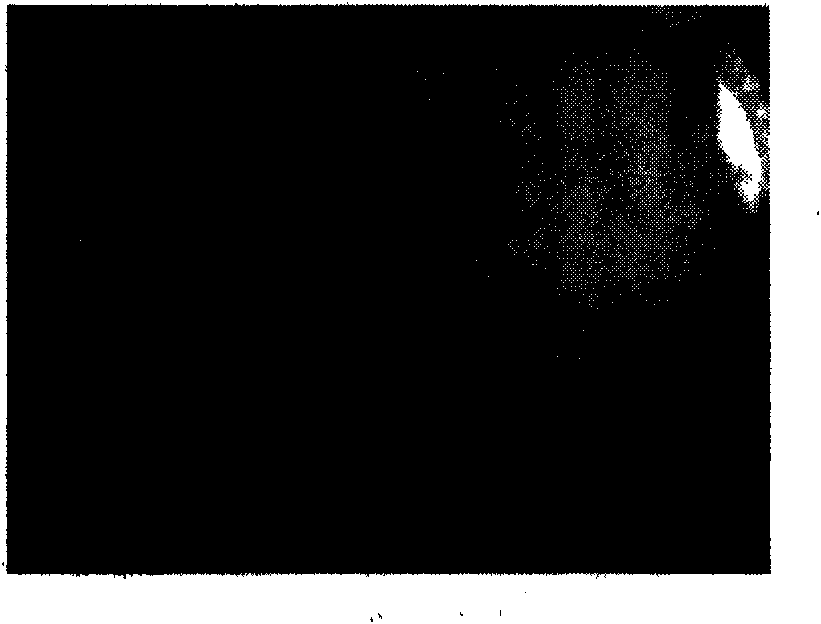 Tissue culture method of ginseng adventitious root