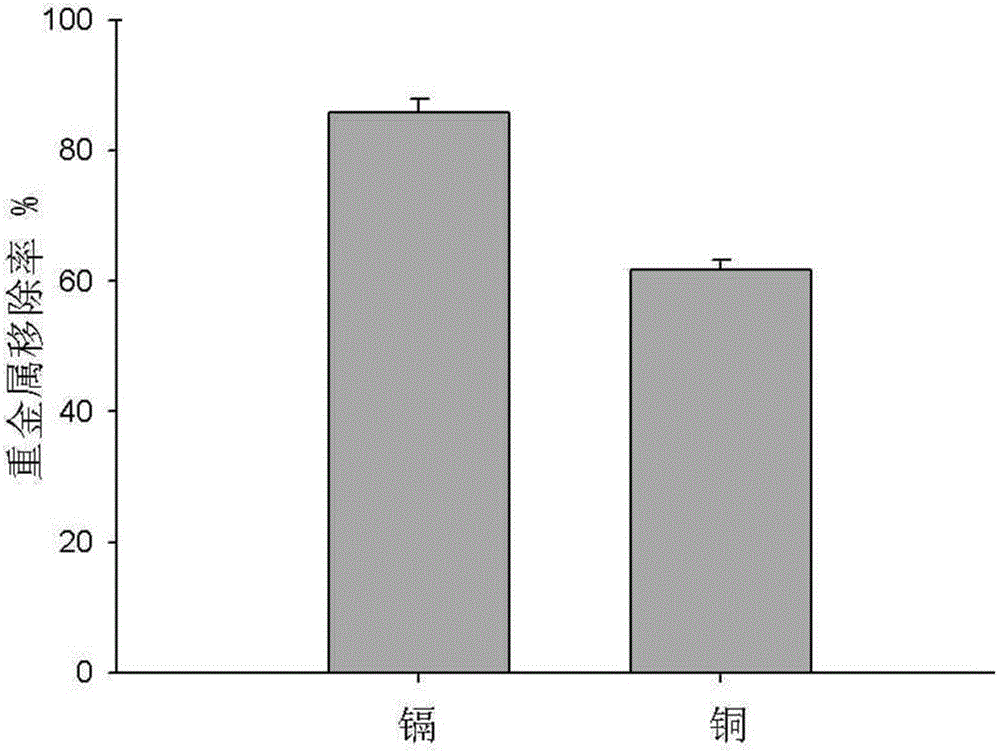 A filamentous fungus Penicillium chrysogenum j-5 with high adsorption of cadmium and its preparation method and application