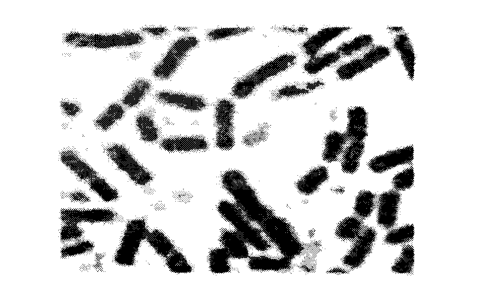 Purification, gene cloning, and enzymatic characteristic identification of chitosanase