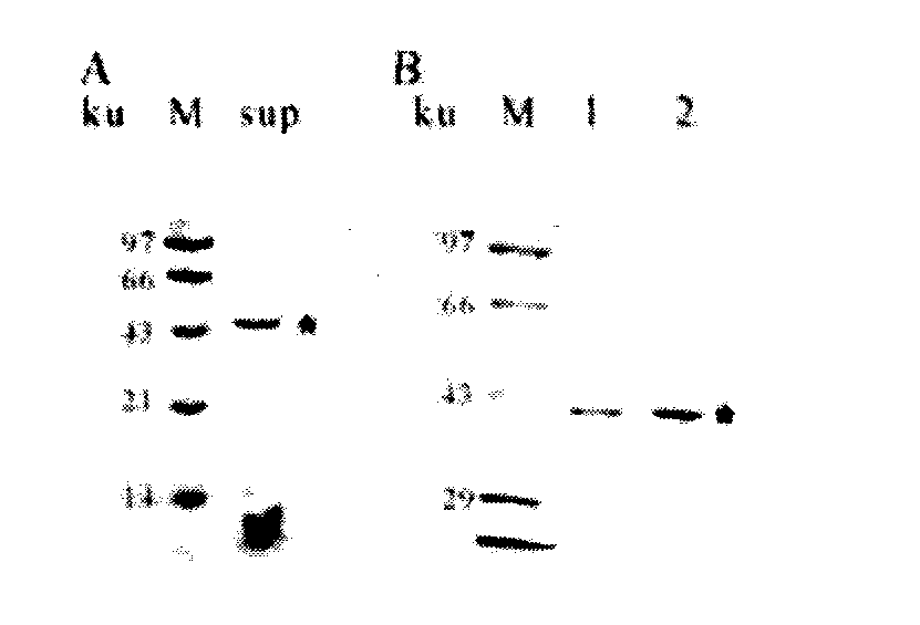 Purification, gene cloning, and enzymatic characteristic identification of chitosanase