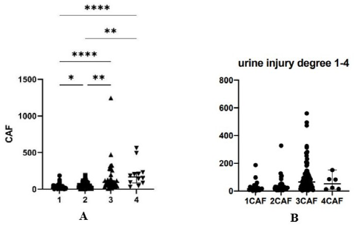 Application of CAF22 detection reagent in preparation of composition for evaluating renal tubular injury