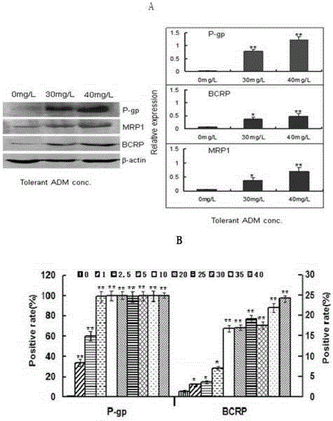 Human leukemia hl-60 cell drug-resistant cell line hl-60/rs cell and preparation method thereof