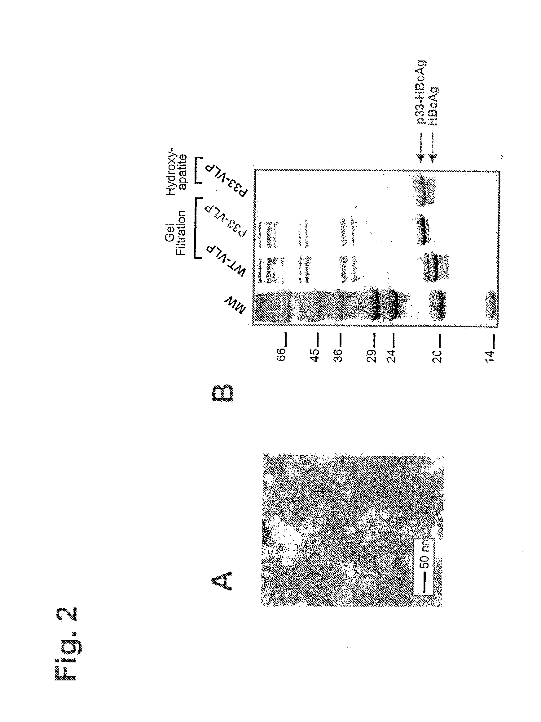 In Vivo Activation of Antigen Presenting Cells for Enhancement of Immune Responses Induced by Virus Like Particles