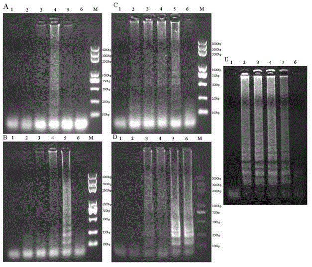 RT-LAMP (loop-mediated isothermal amplification) rapid detection kit for cucumber green mottle mosaic virus (CGMMV) and detection method