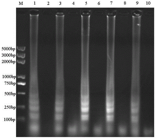 RT-LAMP (loop-mediated isothermal amplification) rapid detection kit for cucumber green mottle mosaic virus (CGMMV) and detection method