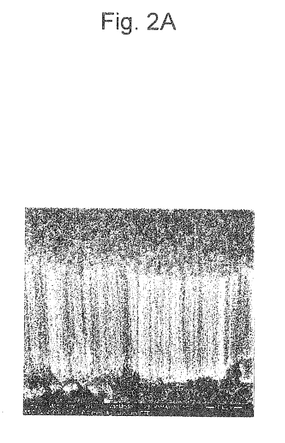 Electrode catalyst substrate and method for producing the same, and polymer electrolyte fuel cell