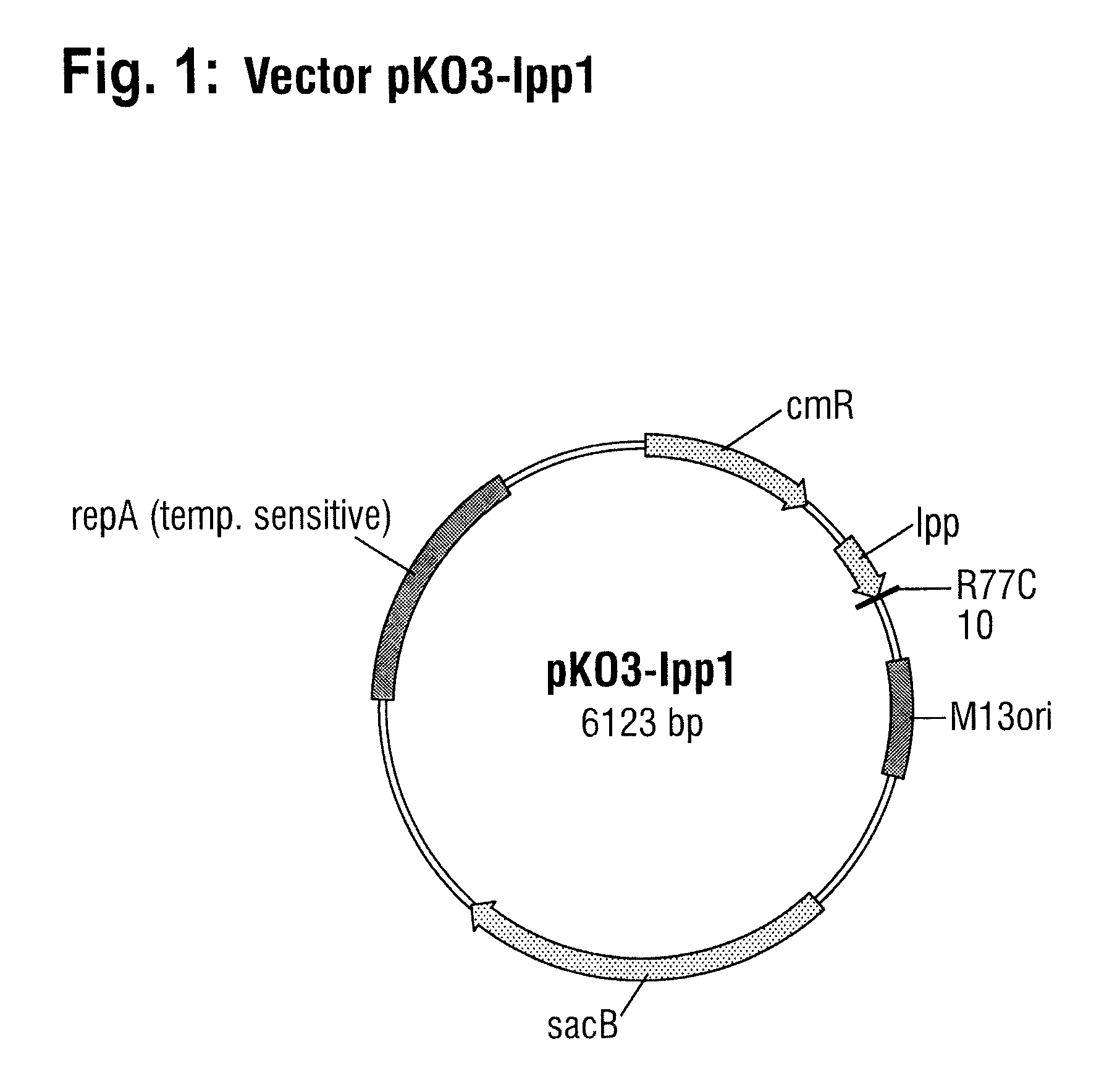 Process for the fermentative production of proteins