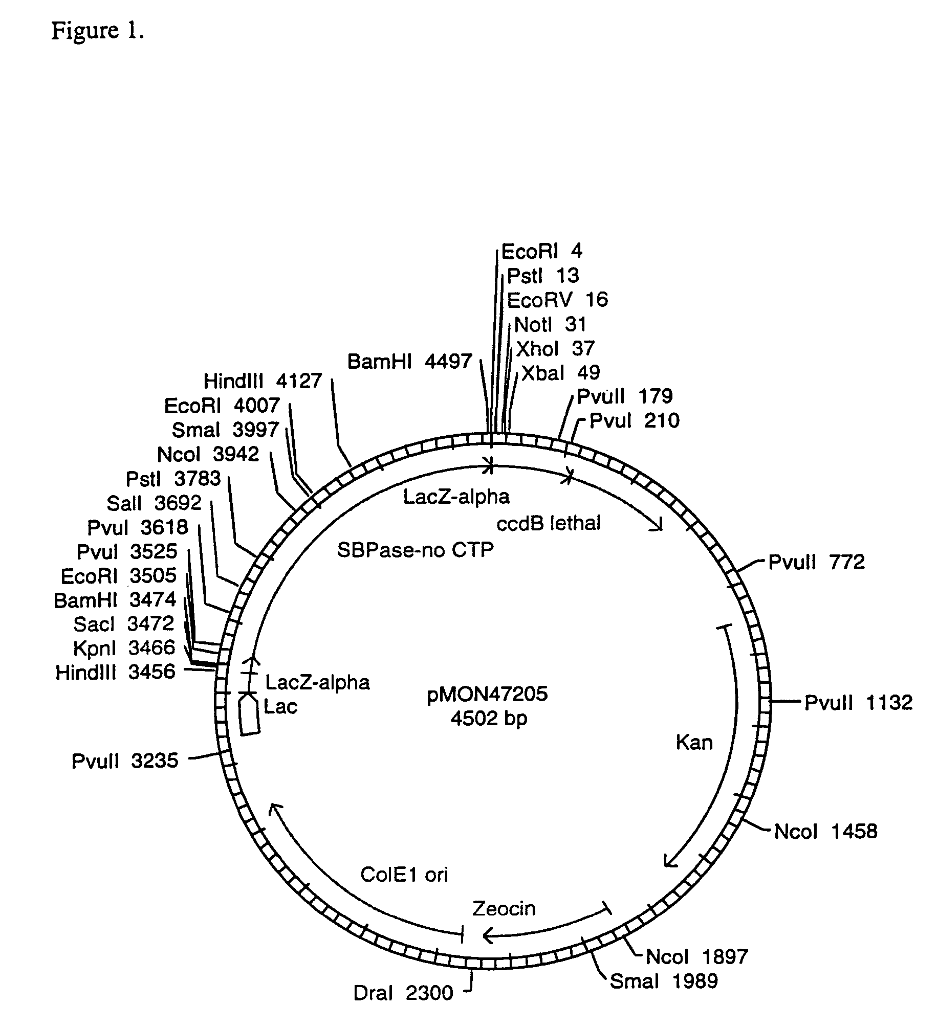 Expression of sedoheptulose 1,7 bisphosphatase in transgenic plants