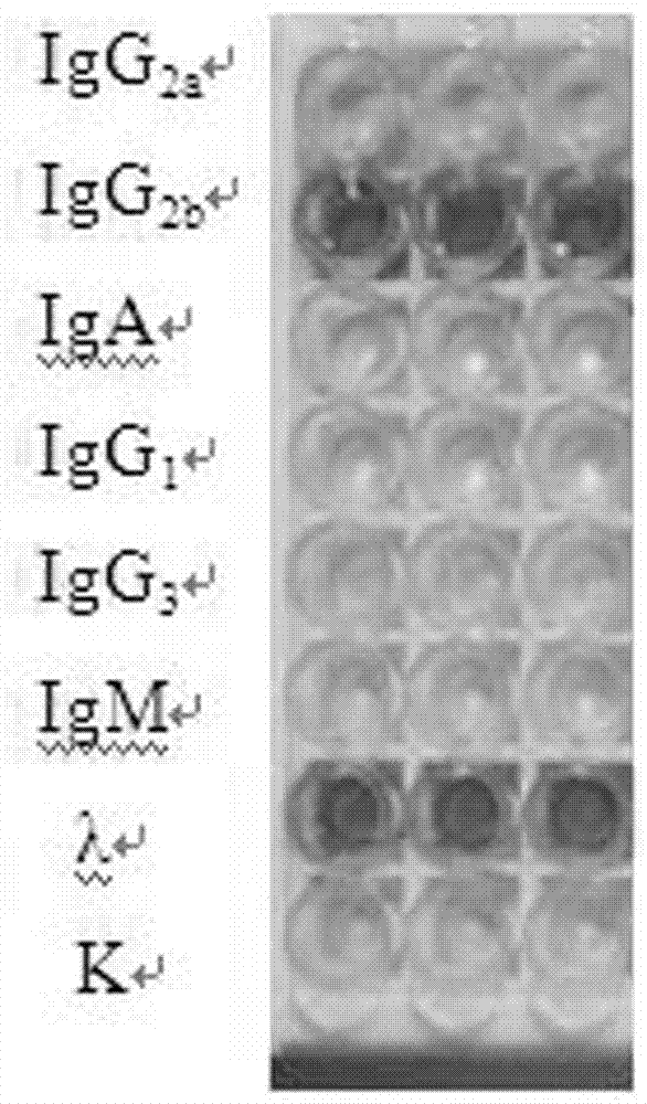 Anti-aflatoxin M1 monoclonal antibody immunoadsorbent, immunoaffinity column and preparation method thereof