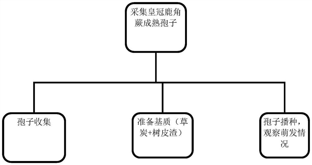 Seeding method for chonemorpha crown spores