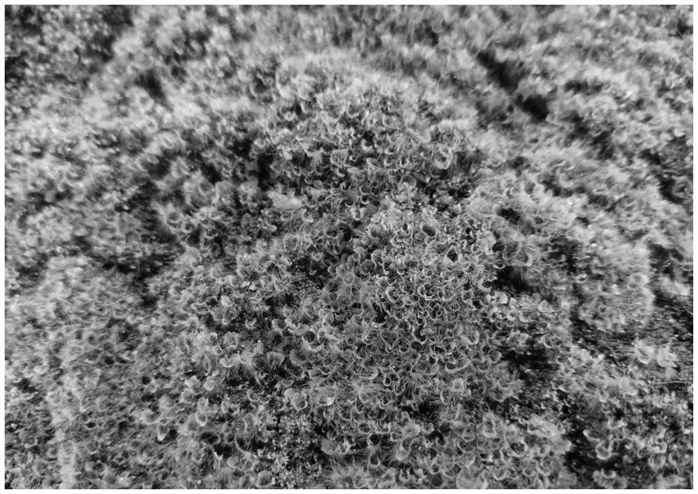 Seeding method for chonemorpha crown spores