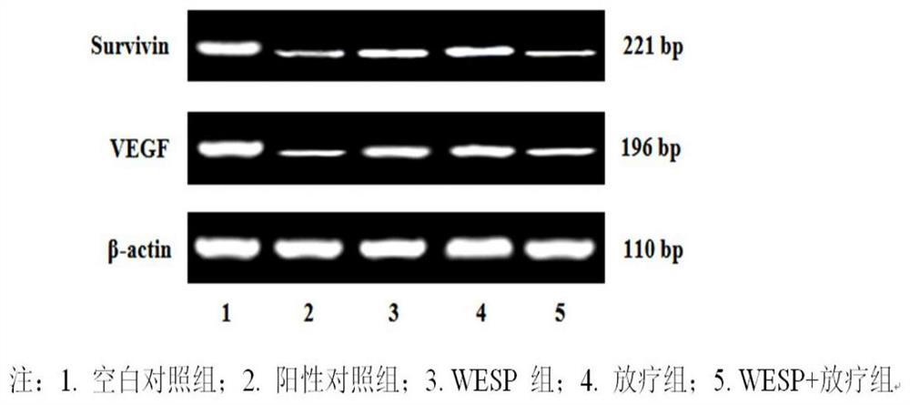 Application of a kind of lychee grass water extract radiotherapy sensitizer