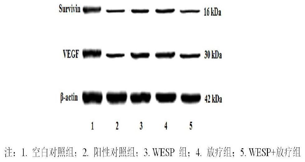 Application of a kind of lychee grass water extract radiotherapy sensitizer