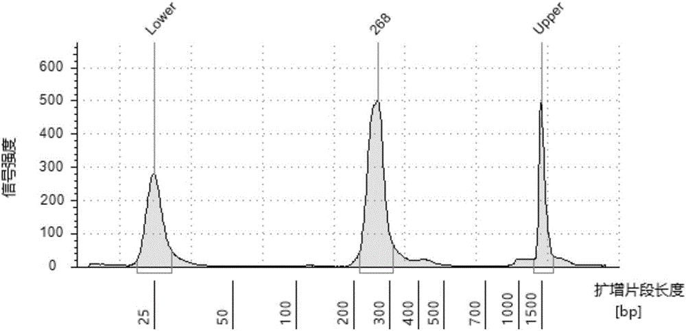 Primer combination for rapidly constructing amplicon library through one-step process