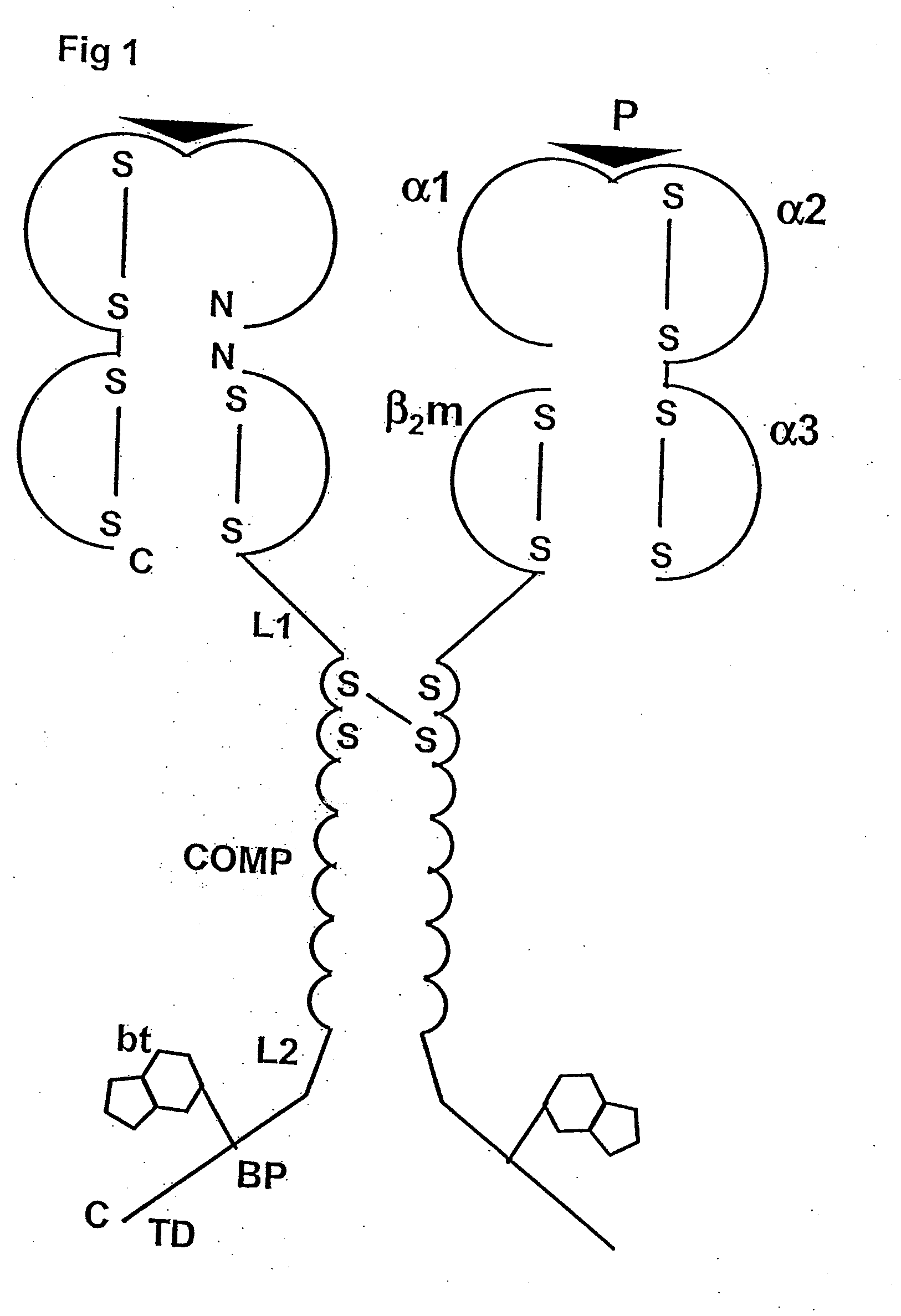 Chimeric mhc protein and oligomer thereof